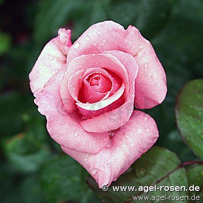 Rose ‘The Queen Elizabeth Rose‘ (Hochstamm (~90cm), wurzelnackt)