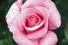 The Queen Elizabeth Rose ®