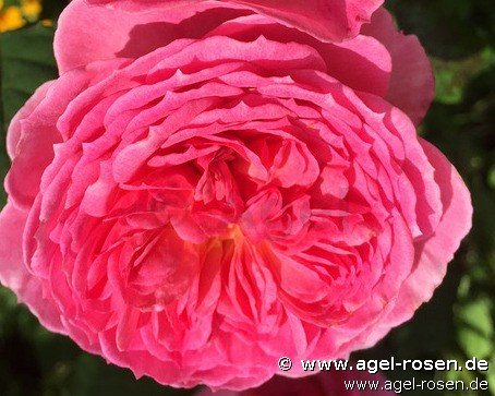 Rose ‘Theo Clevers Essbare Rose‘ (wurzelnackte Rose)