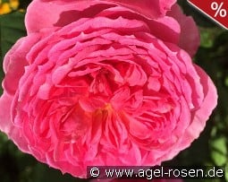 Theo Clevers Essbare Rose
