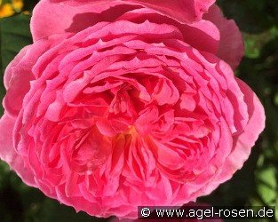 Theo Clevers Essbare Rose