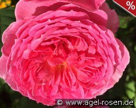 Theo Clevers Essbare Rose