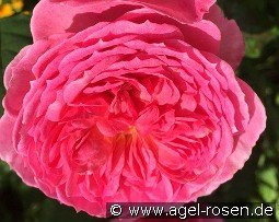Theo Clevers Essbare Rose