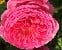 Theo Clevers Essbare Rose