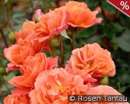 Theodor Fontane Rose kaufen, clicken für mehr Details Theodor Fontane Rose