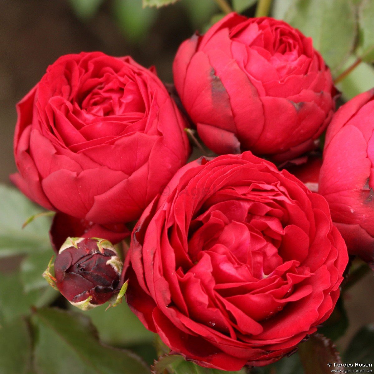 Rose ‘Till Eulenspiegel‘ (Hochstamm (~90cm), wurzelnackt)