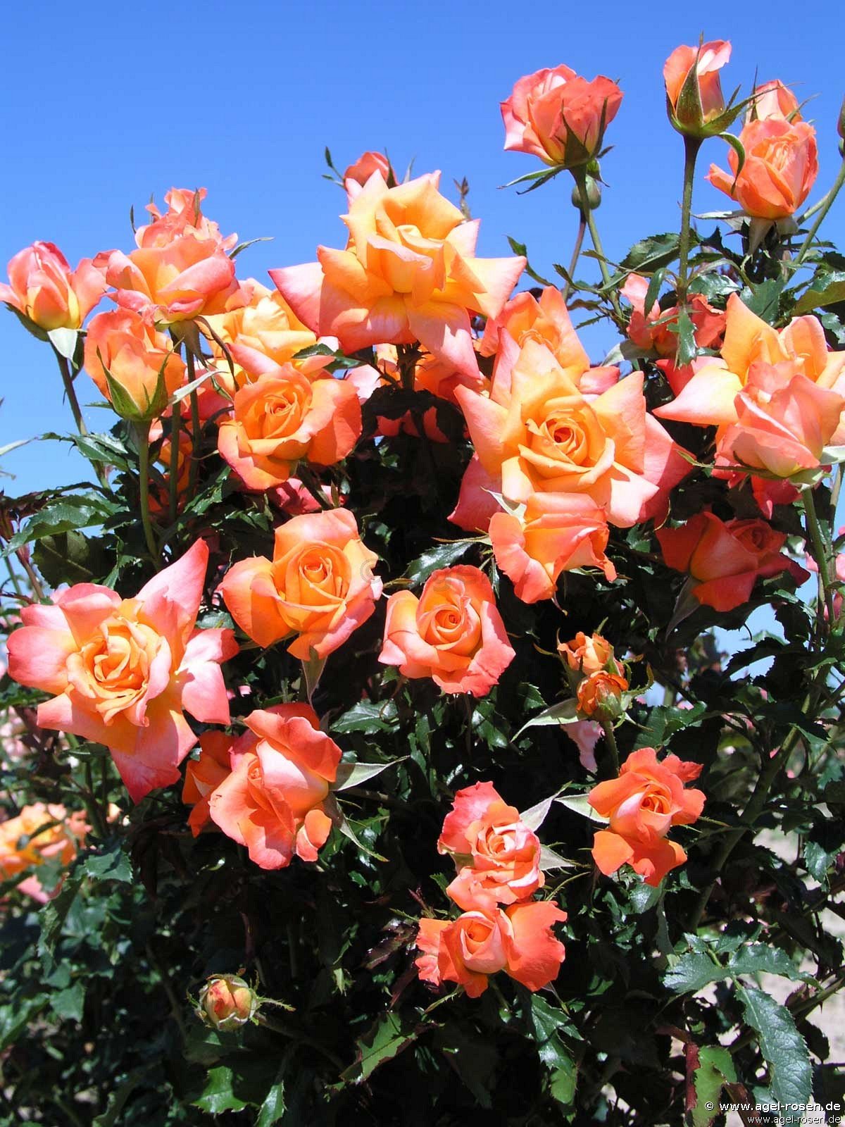 Rose ‘Tobago ‘ (2-Liter Biotopf)