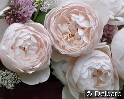 Vichy kaufen, clicken für mehr Details Vichy