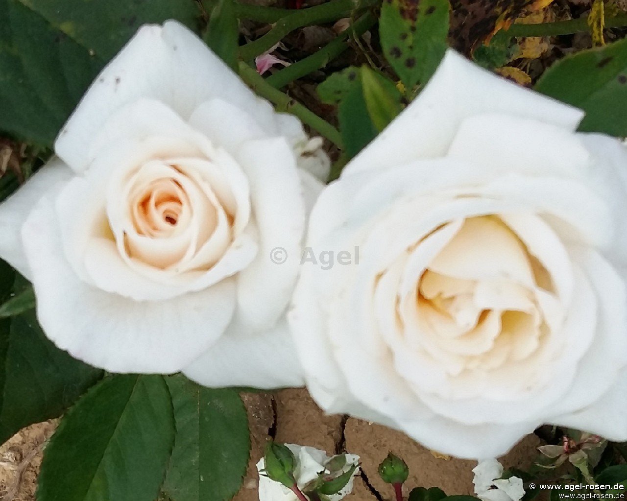 Rose ‘Waltraud‘ (wurzelnackte Rose)