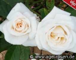 Waltraud kaufen, clicken für mehr Details Waltraud