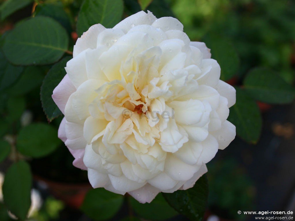 Rose ‘Weiße Gruß an Aachen‘ (wurzelnackte Rose)