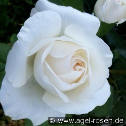 Weisse Queen Elizabeth