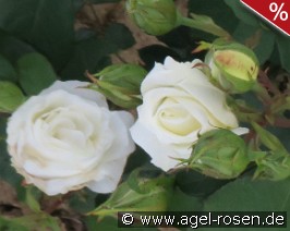 Weißer Engel