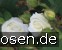 Weißer Engel