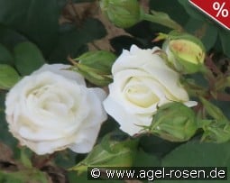 Weißer Engel kaufen, clicken für mehr Details Weißer Engel