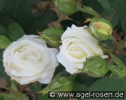 Weißer Engel kaufen, clicken für mehr Details Weißer Engel