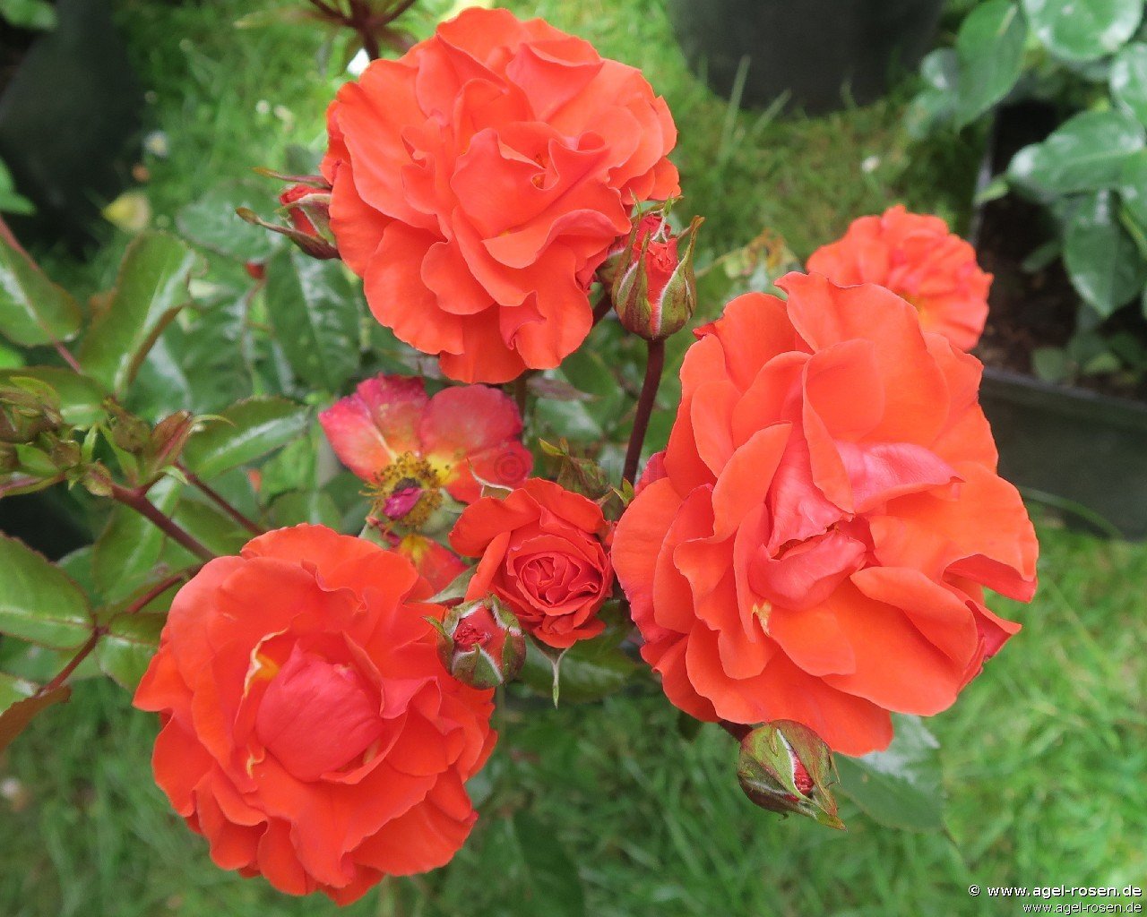 Rose ‘Westpoint‘ (2-Liter Biotopf)