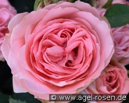 What a Wonderful World - Plant'n'Relax kaufen, clicken für mehr Details What a Wonderful World - Plant'n'Relax