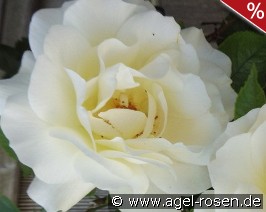 White Meilove syn. Inner Wheel