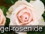 Why not kaufen