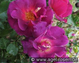 Wild Rover kaufen, clicken für mehr Details Wild Rover