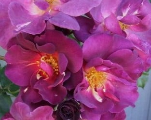 Wild Rover ® kaufen – Beetrose – AGEL ROSEN