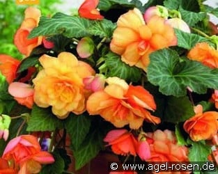 Begonie Cascade Sunray