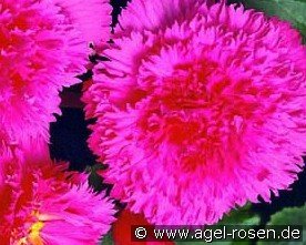 Begonie Fimbriata Pink