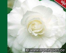Begonie Grandiflora White
