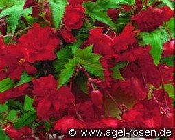 Begonie Pendula Red kaufen, click for more details Begonie Pendula Red