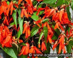 Begonie boliviensis Santa Cruz