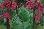 Bergenie, clicken für mehr Details Bergenie (Bergenia Hybride)