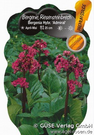 Hybride Bergenia (rot) Bergenie kaufen – Rotblum