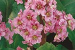 Bergenie, clicken für mehr Details Bergenie (Bergenia cordifolia)