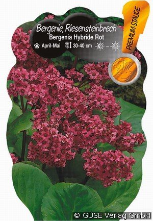 Bergenie Cordifolia