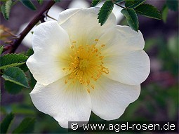 Rosa pimpinellifolia