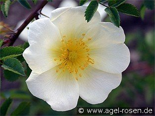 Rosa pimpinellifolia
