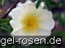 Buy Rosa pimpinellifolia
