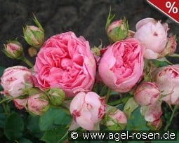 Guy de Maupassant syn La Rose Romantica kaufen, clicken für mehr Details Guy de Maupassant syn La Rose Romantica