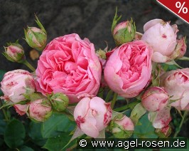 Guy de Maupassant syn La Rose Romantica