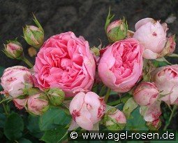 Guy de Maupassant syn La Rose Romantica