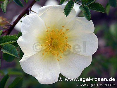 Rose ‘Rosa pimpinellifolia‘ (wurzelnackte Rose)
