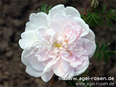 Rose ‘Stanwell Perpetual‘ (wurzelnackte Rose)