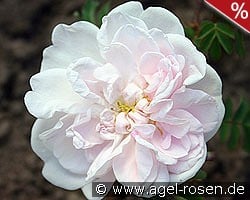 Stanwell Perpetual kaufen, clicken für mehr Details Stanwell Perpetual