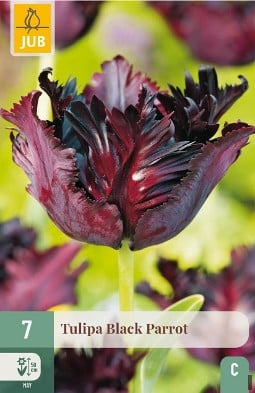 Black Parrot kaufen, click for more details Black Parrot