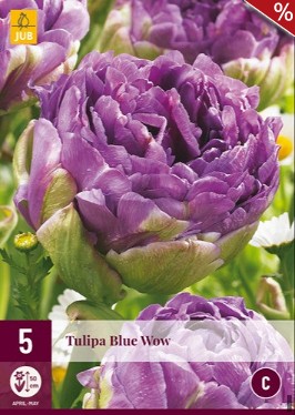 Blue Wow