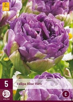 Blue Wow