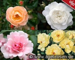 10 Bodendeckerrosen nach Farben kaufen, clicken für mehr Details 10 Bodendeckerrosen nach Farben