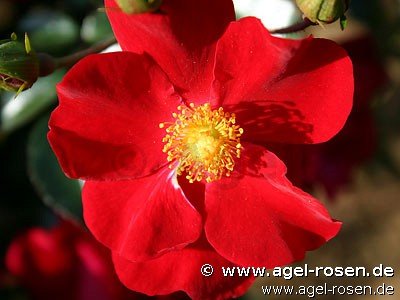 Rose ‘Alcantara‘ (Halbstamm (~65cm), wurzelnackt)