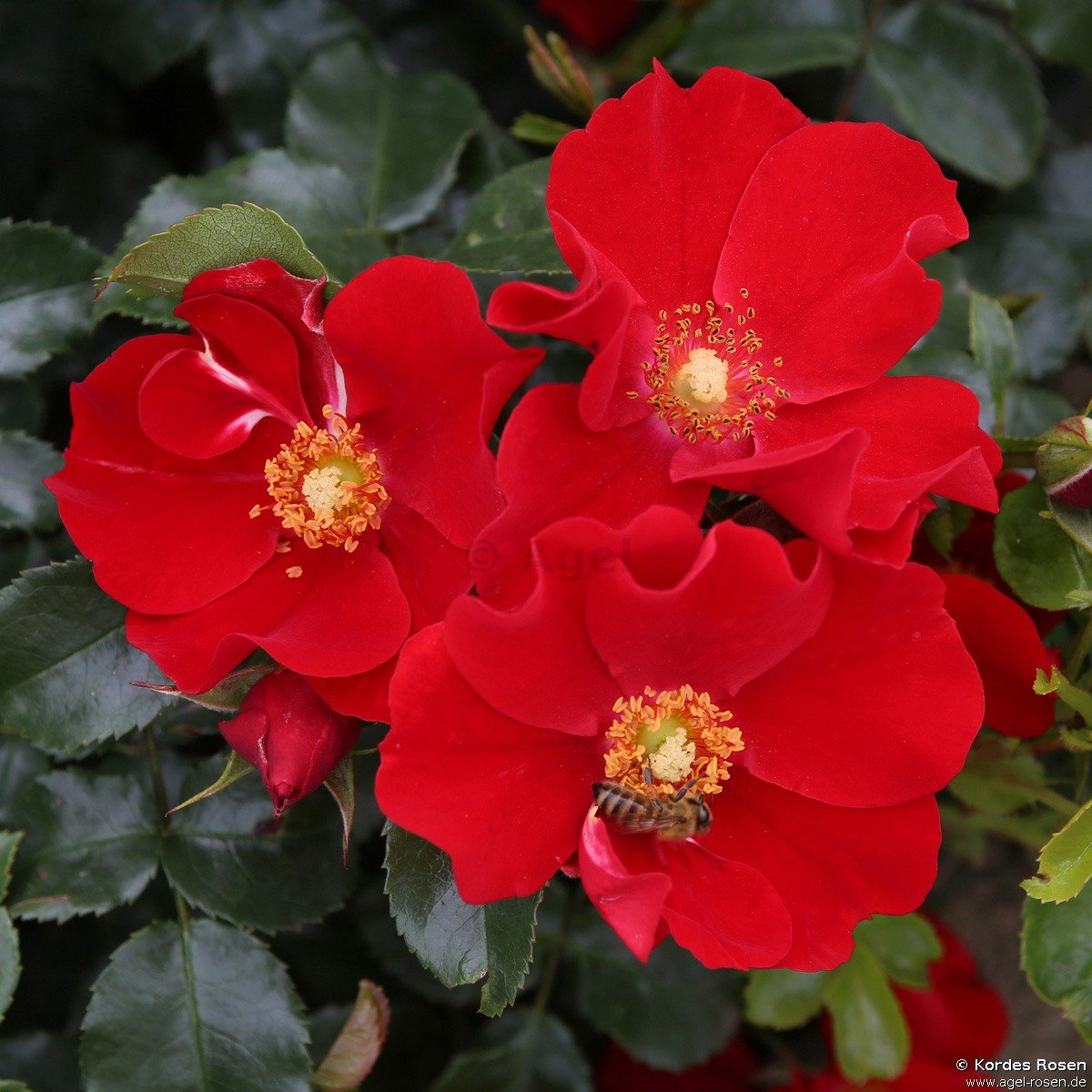 ADR-Rose ‘Alexander von Humboldt‘ (wurzelnackte Rose)